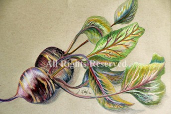 Beets (colored pencil drawing)